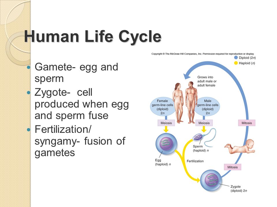 Life span of the human sperm and human egg essay